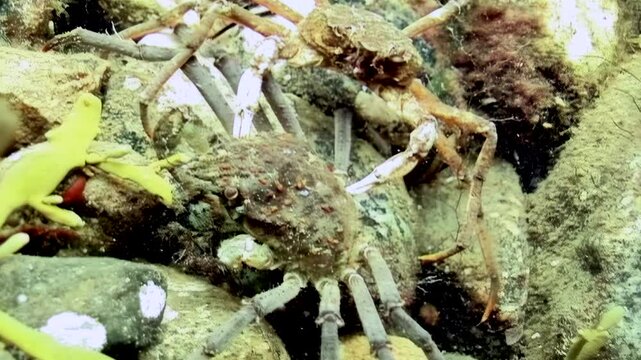 In the cold waters of the White Sea, a spider crab navigates a vibrant seaweed leaf, searching intently for food amidst the rocky ocean floor beneath the Arctic ice landscape.