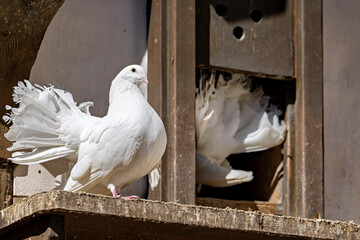 The white doves of the Wartburg castle