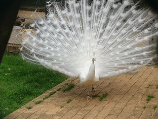 White Peacock with its feathers out