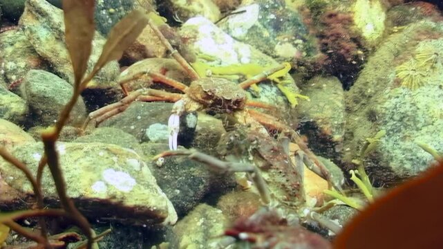 In the frigid waters beneath the Arctic ice, a spider crab navigates through vibrant seaweed, foraging for food among the rocky terrain of the White Sea, revealing the rich underwater ecosystem.