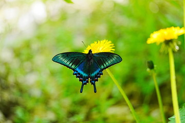 タンポポの花に止まるミヤマカラスアゲハ