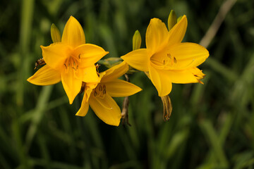 Close up yellow daffodils flowers in garden grass background, selective focus.