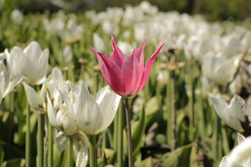 Pink tulip in rows of white tulips field Netherlands sunny sumer day. Flowers in nature.
