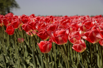 Tulip flowers in field close up. Flower rows farm land landscape. Dutch floral farming in the Netherlands. 