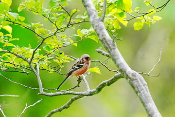 枝に止まるベニマシコ
