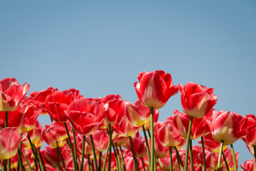 Rows of pink red yellow tulips flower against blue sky in a field in the Netherlands on a sunny day. Flowers in nature.