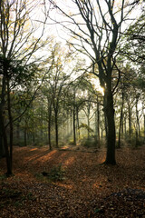 Sunlight shining through forest the tree and foliage. Mighty trees woods, autumn leaves. Nature, deforestation, reforestation, ecology themes. Natural.