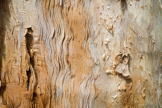 Close-up of the bark of the Melaleuca tree also know os Paperbark tree.