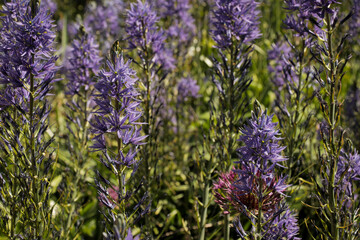 Bush purple flowers lilac floral gardening. Fresh wildflowers in garden local park.