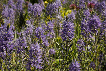 Blooming purple flower garden. Wildflowers growing floral petals in nature landscape. Natural colorful beauty. 