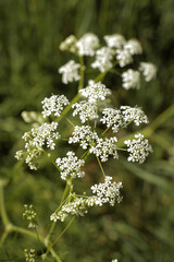Blooming white flowers umbrella in garden nature landscape.