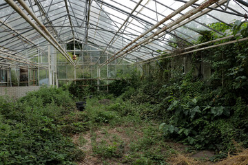 Plants growing on abandoned overgrown. Old green house with green vines and bushes covering glass panels and floor.