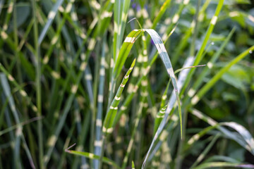 Zebra Grass: Striped Leaves in Garden Close-Up
