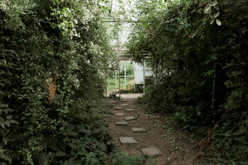 Interior overgrown green house. Old abandoned unused building with growing green vines covering floor and walls. Stepping stones path.