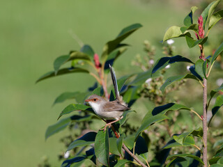Juvenile Male Superb Fairywren (Malurus Cyaneus) perched on a green leafed shrub