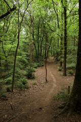 Hiking path in autumn forest with fallen fall leaves on the ground. Sun shining through trees. Explore and adventure concept. 