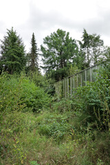 Old abandoned overgrown green house building with growing green vines covering glass panels and walls