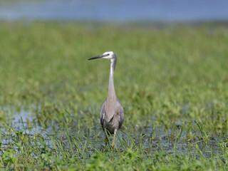 White Faced Heron or White Fronted Heron (Egretta novaehollandiae) foraging for food on a flooded pasture after heavy rain.