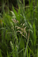 Grass branch in field. Green greenery details nature forest close up selective focus. 