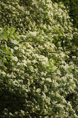 Blossom tree in garden with white flower park explore. Blossoms flowers on branches of plum tree on sunny day in spring. 