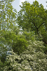 Blossom tree in garden with white flower park explore. Blossoms flowers on branches in forest.