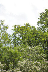 Blossom tree in garden with white flower park explore. Blossoms flowers on branches of plum tree on sunny day in forest