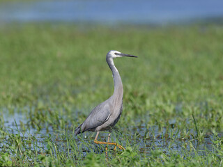 Fototapeta premium White Faced Heron or White Fronted Heron (Egretta novaehollandiae) foraging for food on a flooded pasture after heavy rain.