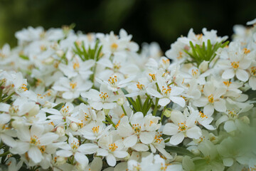 Close up of loads of blossom flowers. Small white flower with yellow stigma and stamens nature landscape. Explore hike hiking travel outdoors.