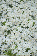 Portrait photo of loads of blossom flowers Small white flower with yellow stigma and stamens nature landscape. Explore hike hiking travel outdoors.