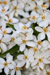 Close up of small white flower blossom nature landscape. Not seamless pattern of floral flora tiny flowers with yellow stems.