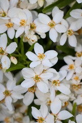 Small white flower blossom overgrown nature landscape. Vertical portrait photo. Explore hike hiking travel outdoors.