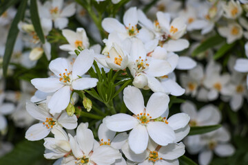 Loads of blossom flowers Small white flower with yellow stigma and stamens nature landscape. Explore hike hiking travel outdoors.