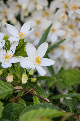 cherry tree flowers