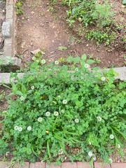 클로버