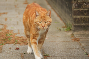 Fototapeta premium Orange cat on street walking around outdoors in garden.