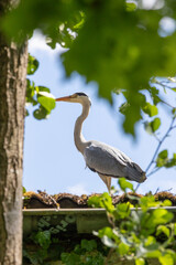 Beautiful grey heron against a blue sky and green