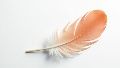 Obraz premium Single bird feather, pristine white background, detail, white