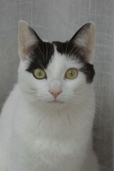 Cat looking into camera from window inside in windowsill. Cute black ears and green eyes with small pink nose with whiskers. 