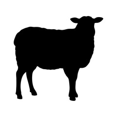 Black Standing Sheep Silhouette Vector Illustration