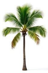 Obraz premium Single stem of palm tree isolated on white background, greenery, tree
