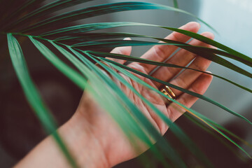 close-up of hand touching palm tree leafindoor next to window light
