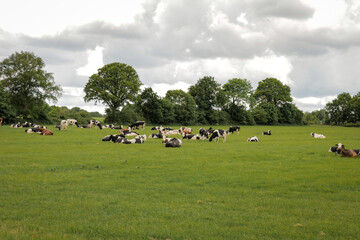 Free range cows in field. Grazing cattle in  farmland relaxing eating grass food Dutch countryside landscape