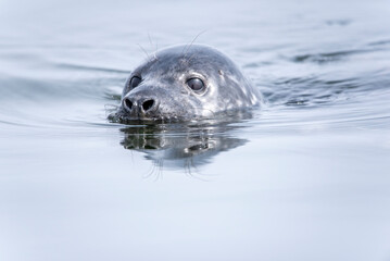 The grey seal (Halichoerus grypus) swimming in the Baltic Sea