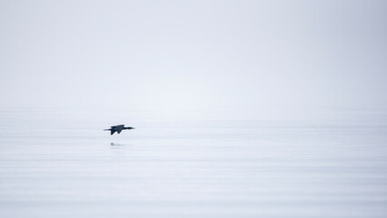 The great cormorant (Phalacrocorax carbo) on foggy sea