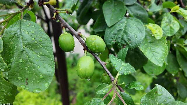 A branch of cherry plum with unripe green large fruit in backlighting. unripe plum on the branch of a tree