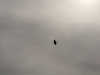 Solitary crow in flight against a cloudy sky