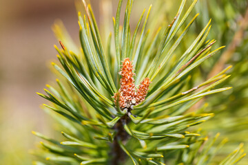 Buds of a common pine on a branch of a coniferous tree. Selective focus.