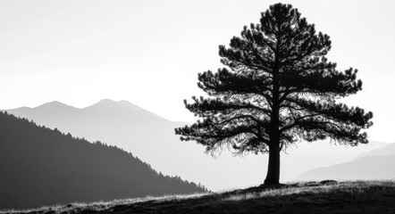 Silhouette of Pine Forest Against Majestic Mountains, Capturing the Essence of Nature's Timberland in the USA