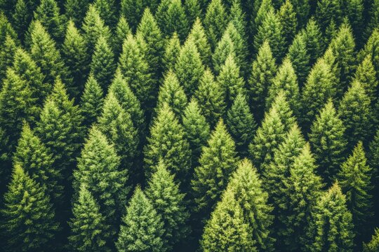 Dense forest of coniferous trees, vibrant green canopy.  Top-down aerial view of closely packed evergreen trees