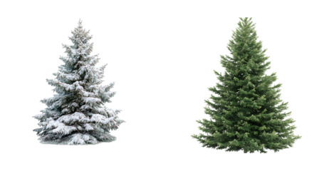 christmas tree isolated on white